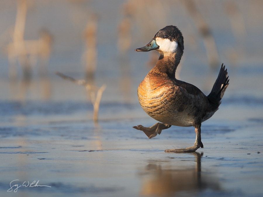 棕硬尾鸭漫步-摄影师：盖瑞·路哈姆（Gary Luhm）