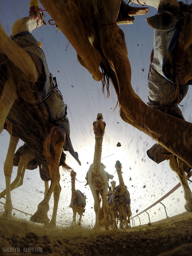 Al-Marmoum赛骆驼-摄影师：索哈比·哈塔卜（Shoayb Khattab）